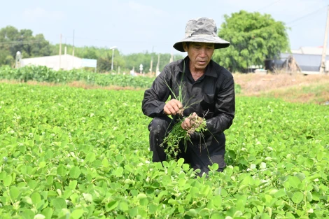 Bấp bênh nghề trồng kim tiền thảo