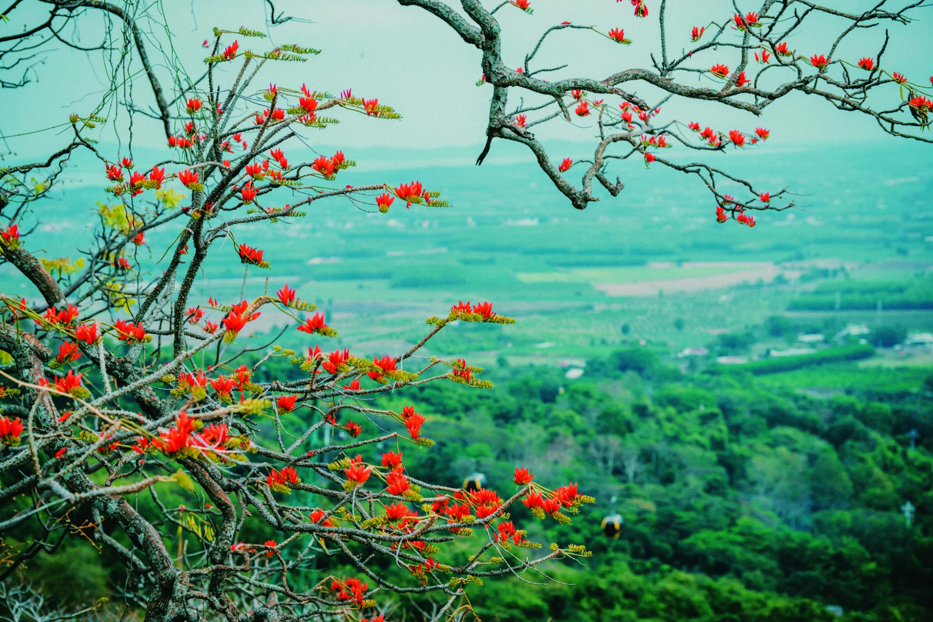 Hoa vông nem có màu đỏ tươi, mọc thành chùm dày ở đầu cành.