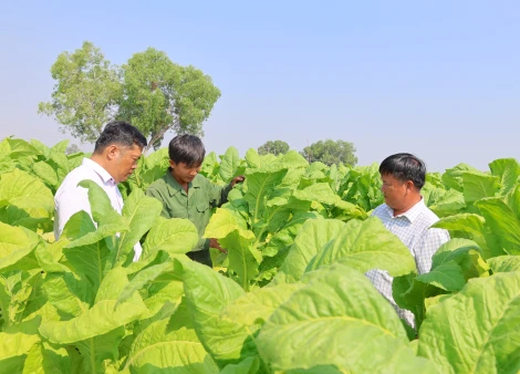 Cây thuốc lá vàng trên đất Phước Bình