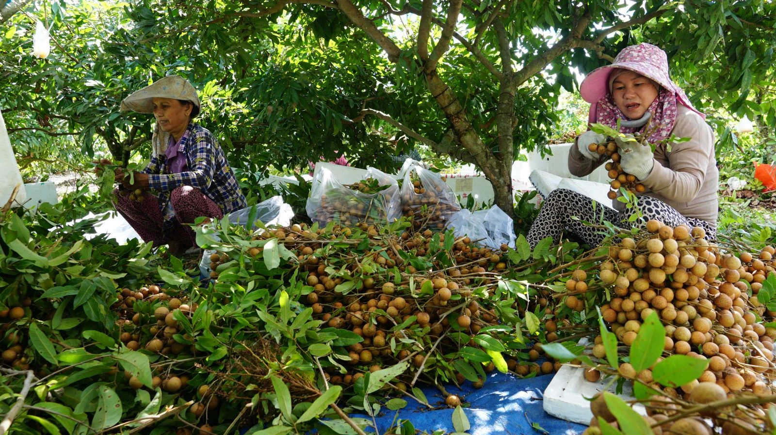 Người dân xã Trường Đông thu hoạch nhãn.