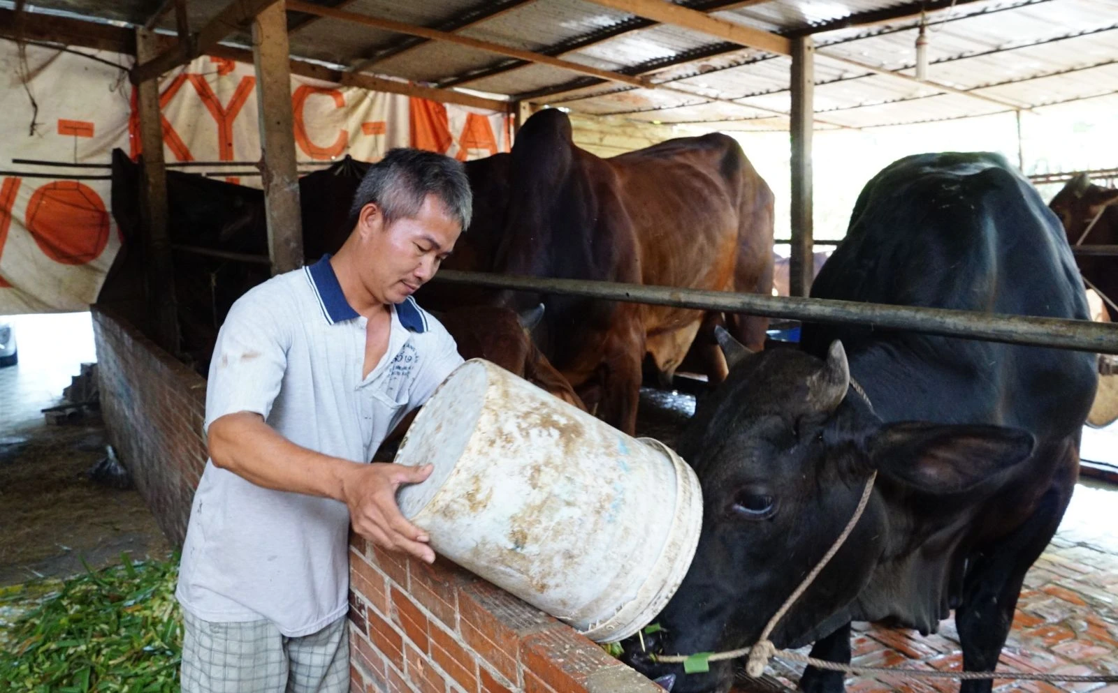 Ông Lê Văn Pha (ấp Năm Trại, xã Trường Đông) chăm sóc đàn bò.