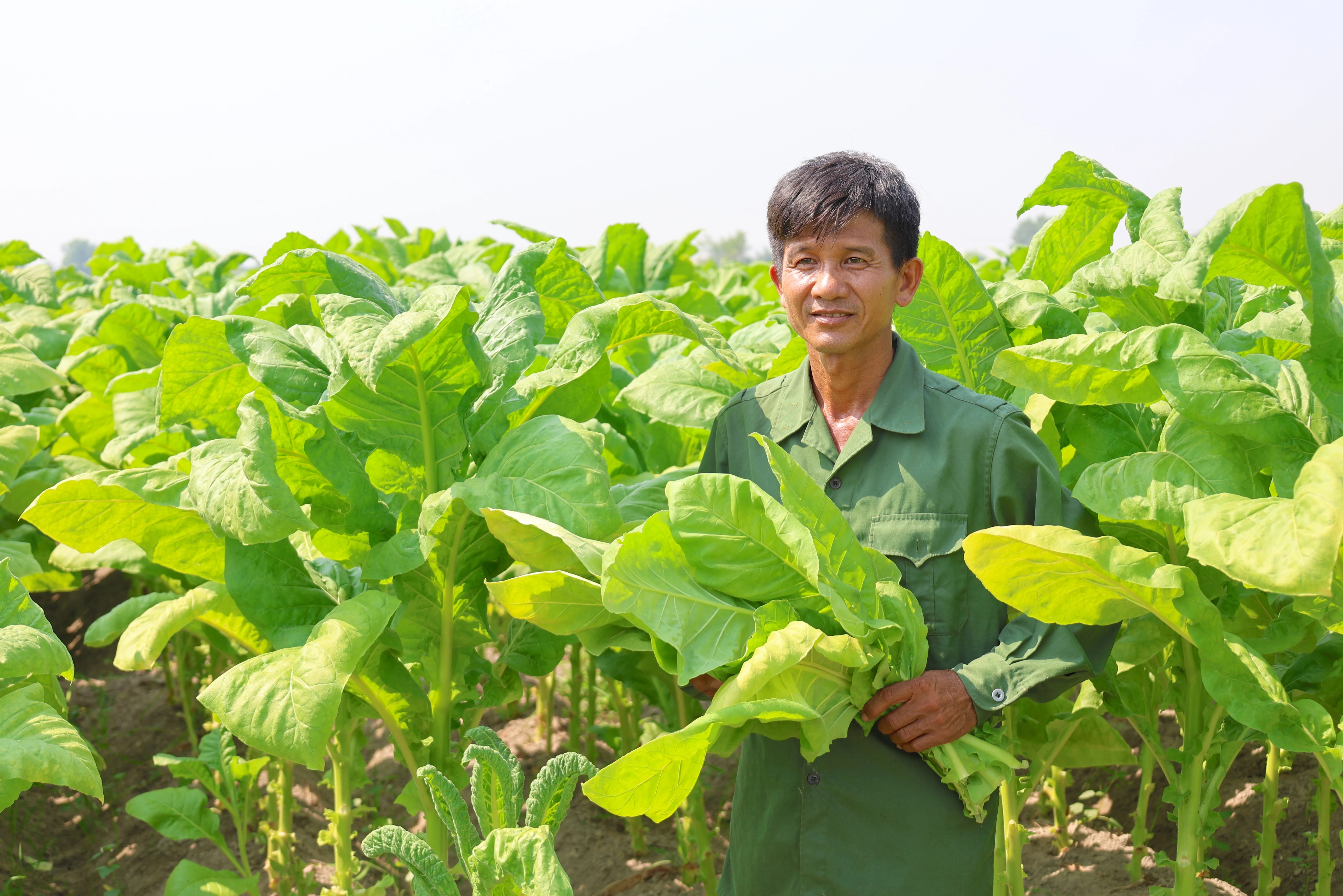 Ông Nguyễn Thế Thuận (ấp Bình Quới) có 1.5ha thuốc lá vàng đang thu hoạch.