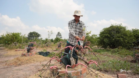 Vườn mai kiểng độc đáo giữa lòng thành phố Tây Ninh