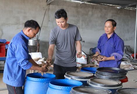 Độc lạ giống gà nuôi bằng thảo dược