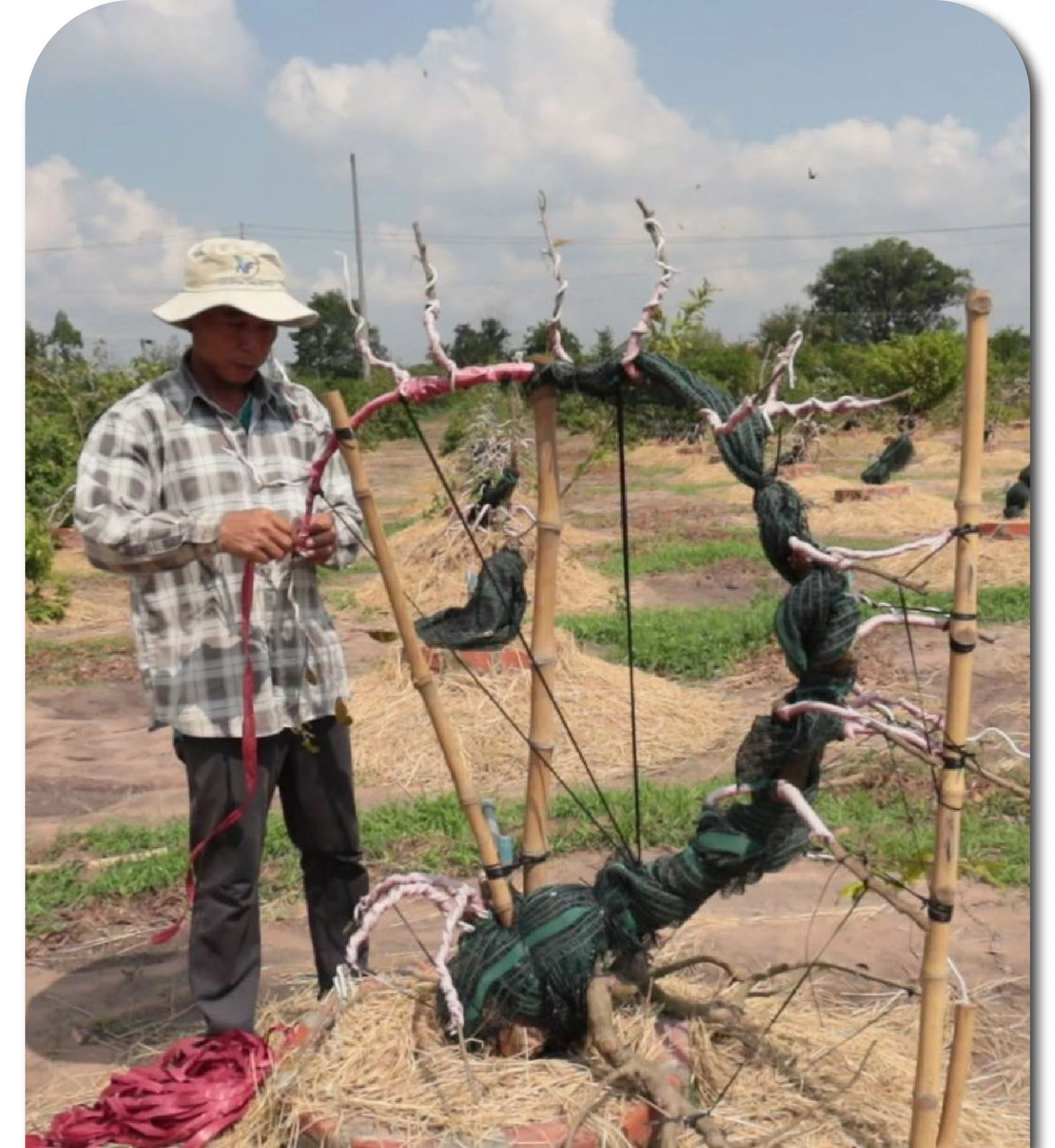 Một cây mai có dáng “vầng trăng khuyết” độc đáo.