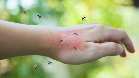 Diệt Mối Phương Nam - Mang đến giải pháp diệt muỗi hiệu quả