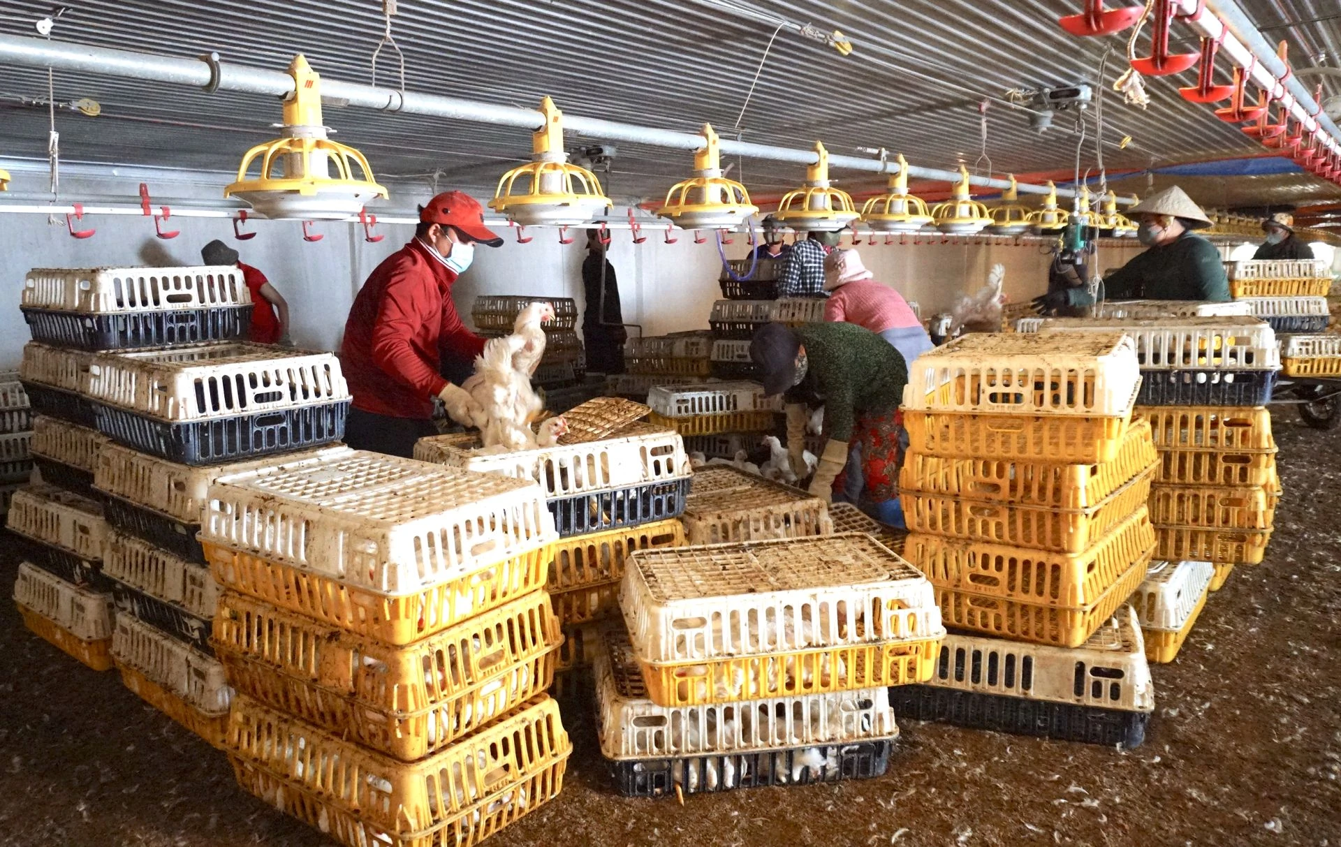 Thu hoạch gà thịt tại trang trại Đức Trọng (xã Suối Ngô, huyện Tân Châu).