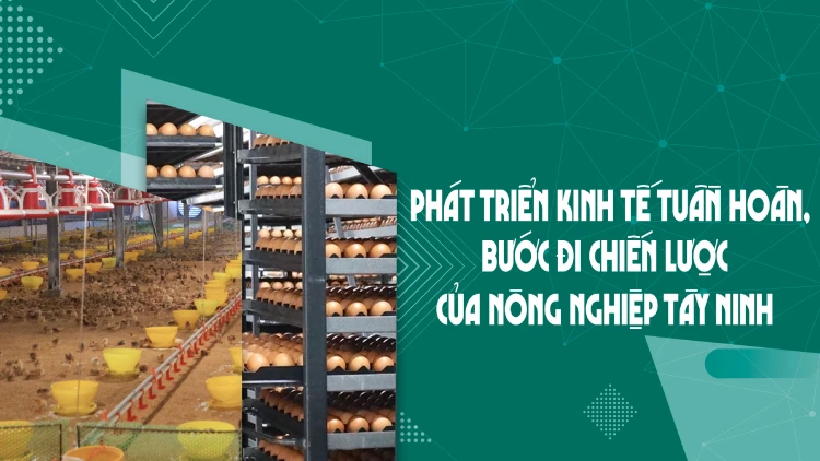 Phát triển kinh tế tuần hoàn, bước đi chiến lược của nông nghiệp Tây Ninh