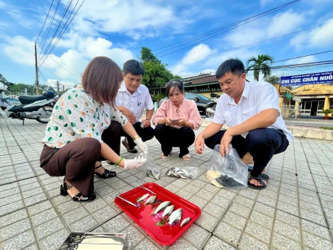 Cá lại chết hàng loạt trên rạch Tây Ninh