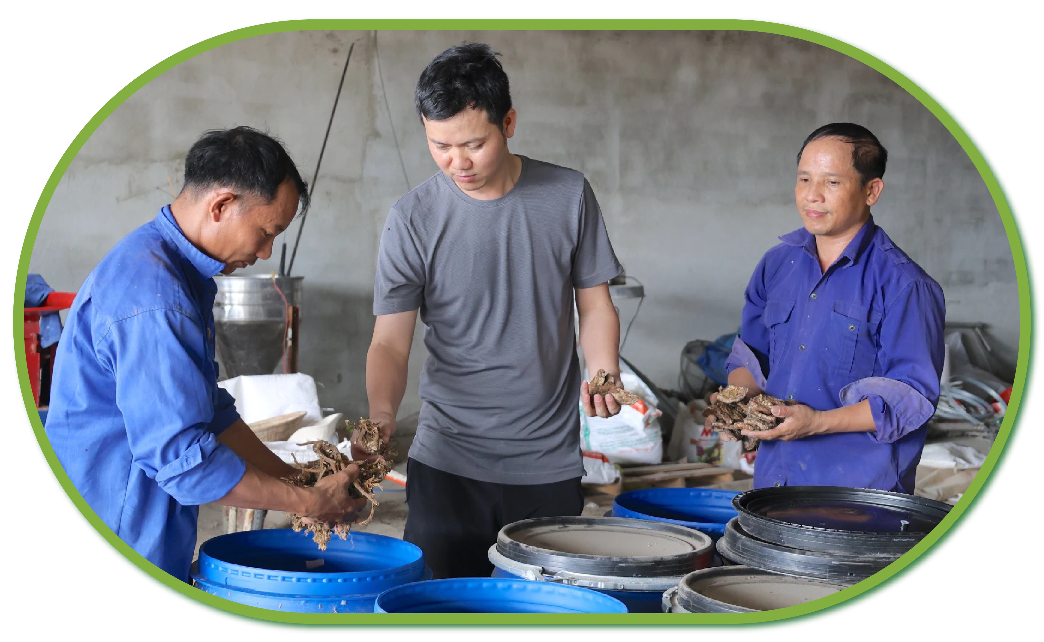 Các phế phẩm thảo dược dùng làm thức ăn cho gà.