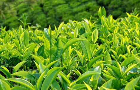 7 loại trà hỗ trợ giảm cân tốt nhất