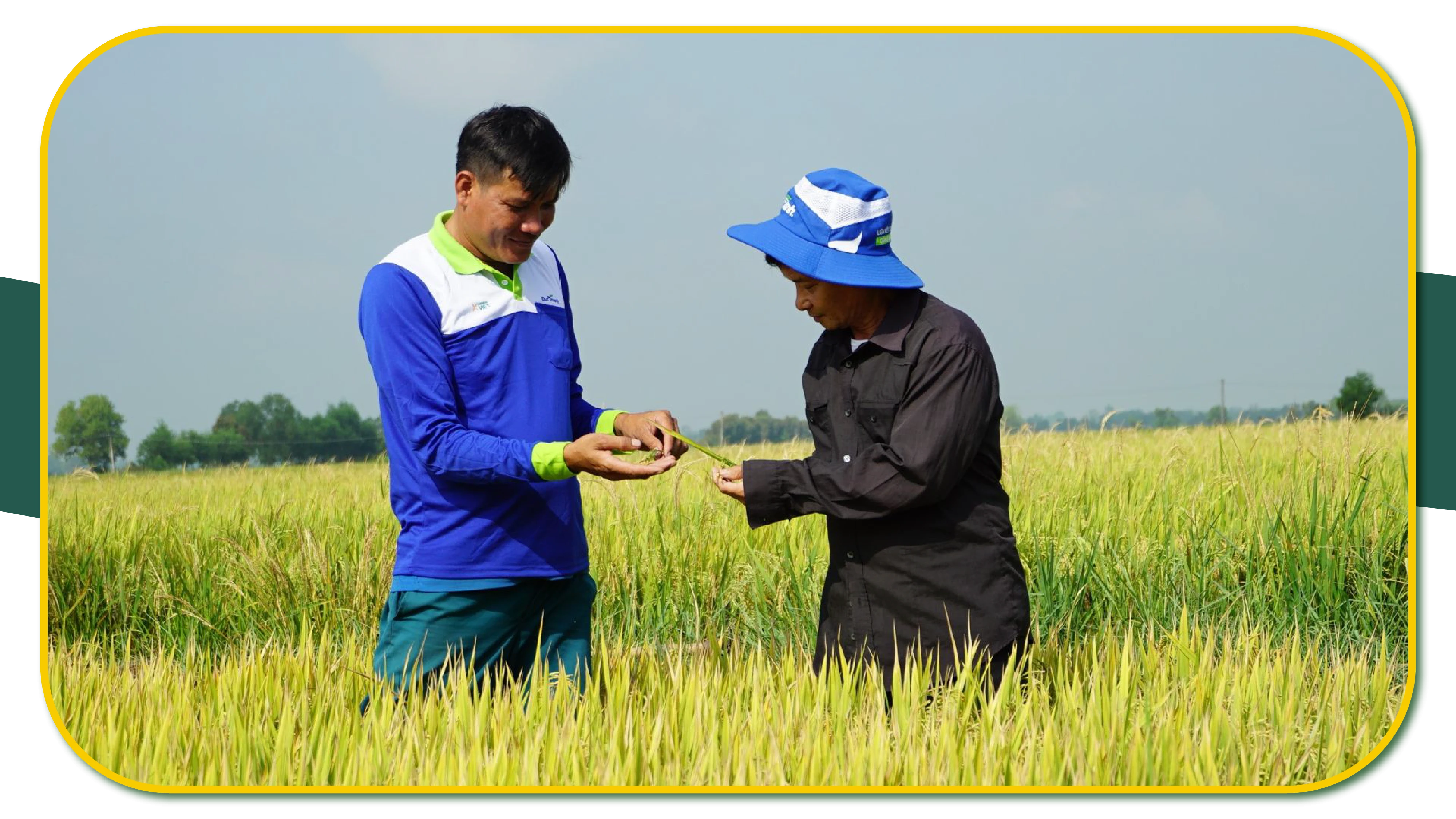 Nông dân xã Cẩm Giang (huyện Gò Dầu) trao đổi kỹ thuật canh tác lúa.