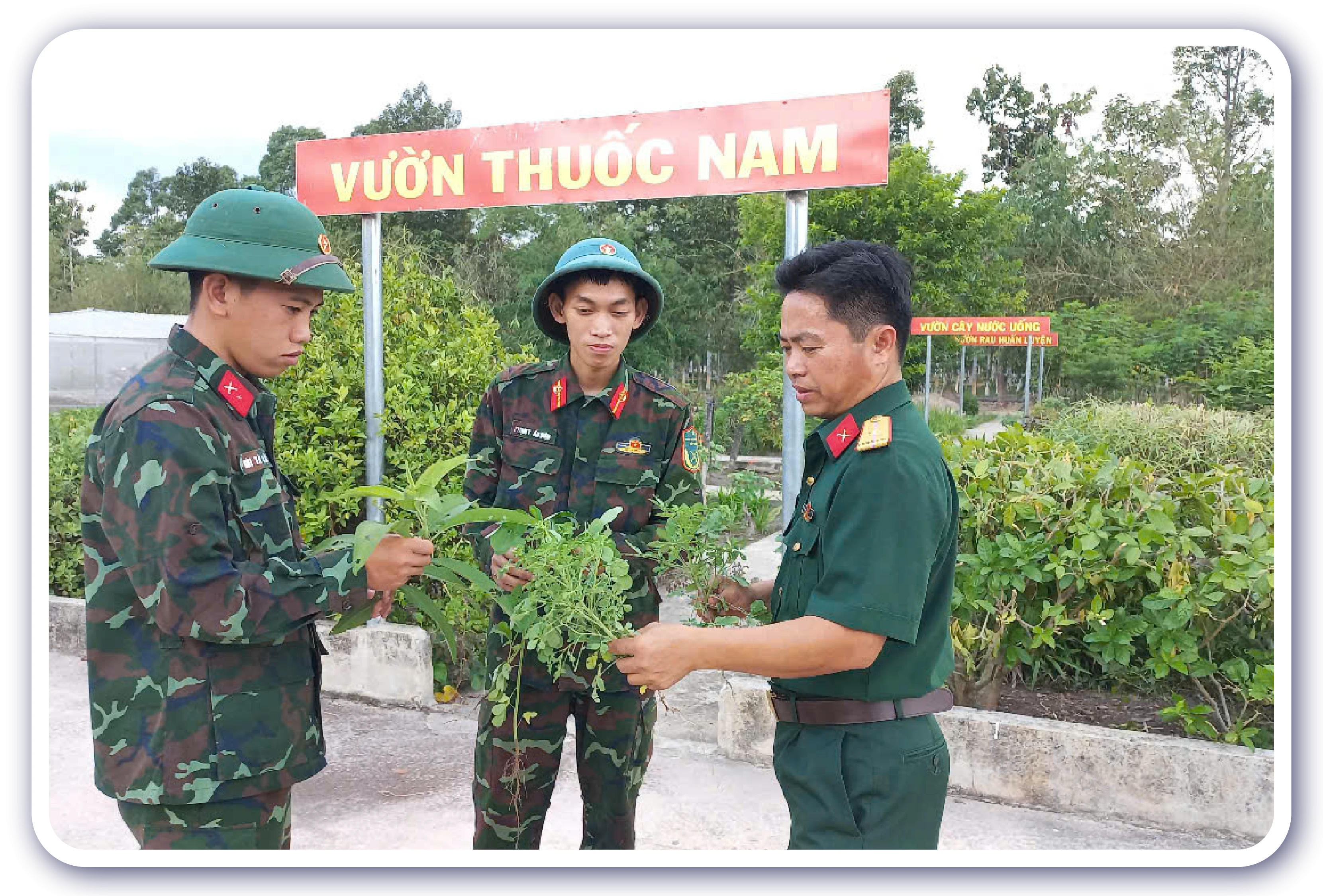 Y sĩ Tiểu đoàn 25 (bìa phải) trao đổi với chiến sĩ kinh nghiệm chọn giống cây dược liệu cho hiệu quả ở vườn thuốc nam.
