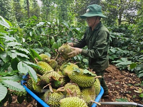 'Báo động đỏ' sầu riêng Việt Nam