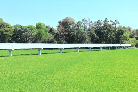 Nhiều giải pháp hạn chế rủi ro vụ Hè Thu 2025