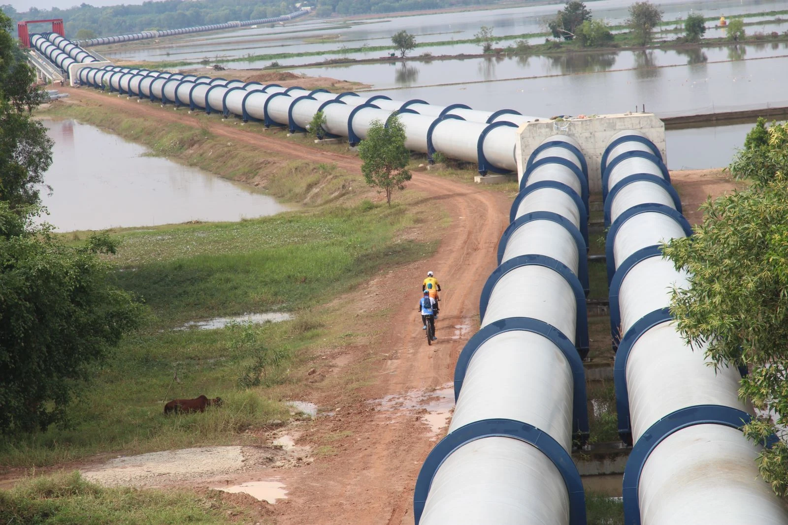 Đoạn đưa nước vượt sông Vàm Cỏ Đông dài 2,3km với kết cấu bằng ống thép.