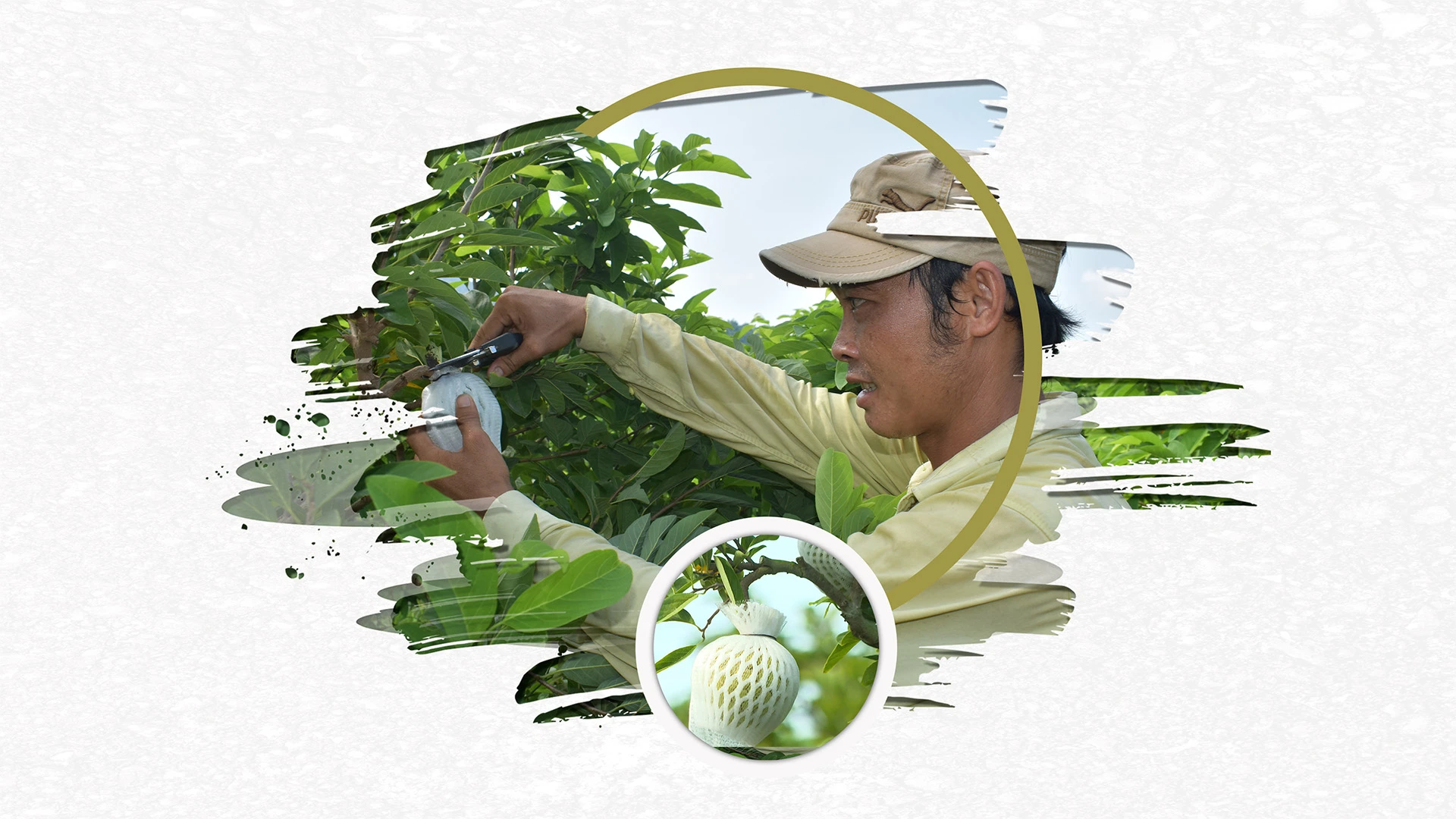 HTX sản xuất theo hướng an toàn, hữu cơ được thị trường đón nhận tốt, thu nhập ổn định