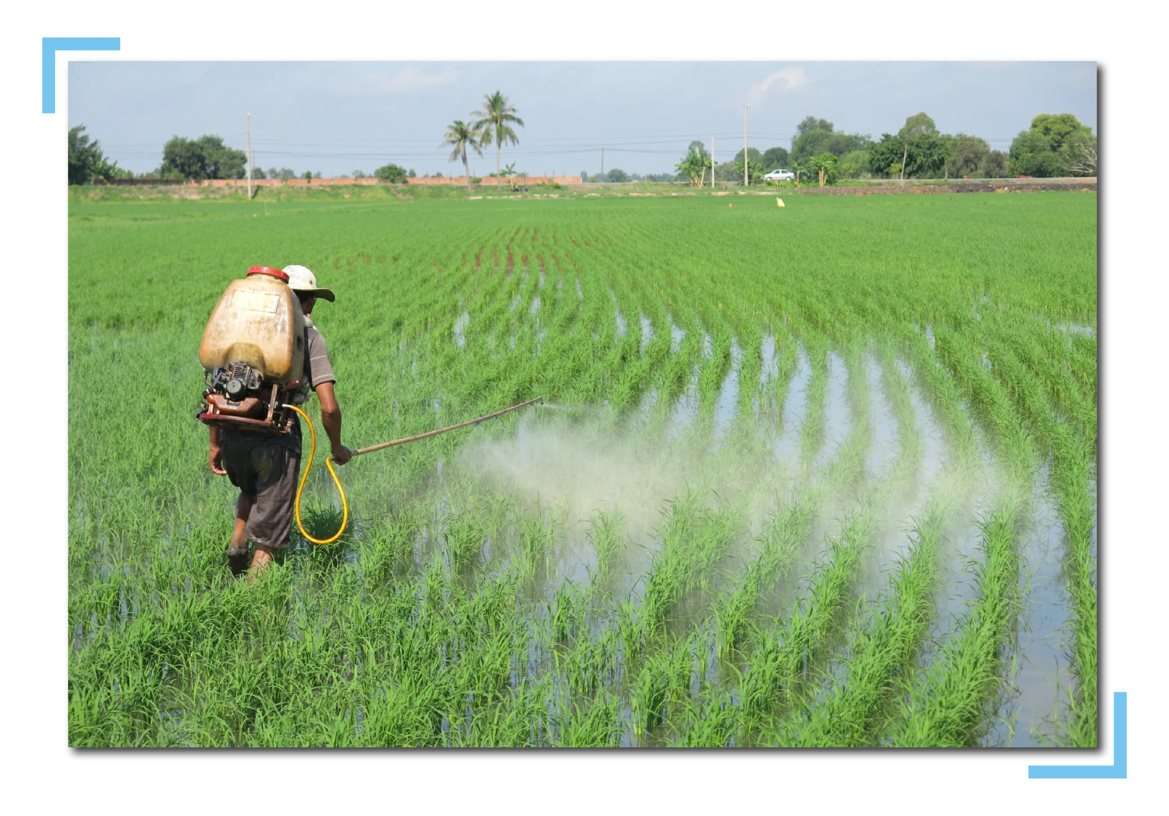 Nhờ có nước, các cánh đồng của Tây Ninh luôn phủ màu xanh.