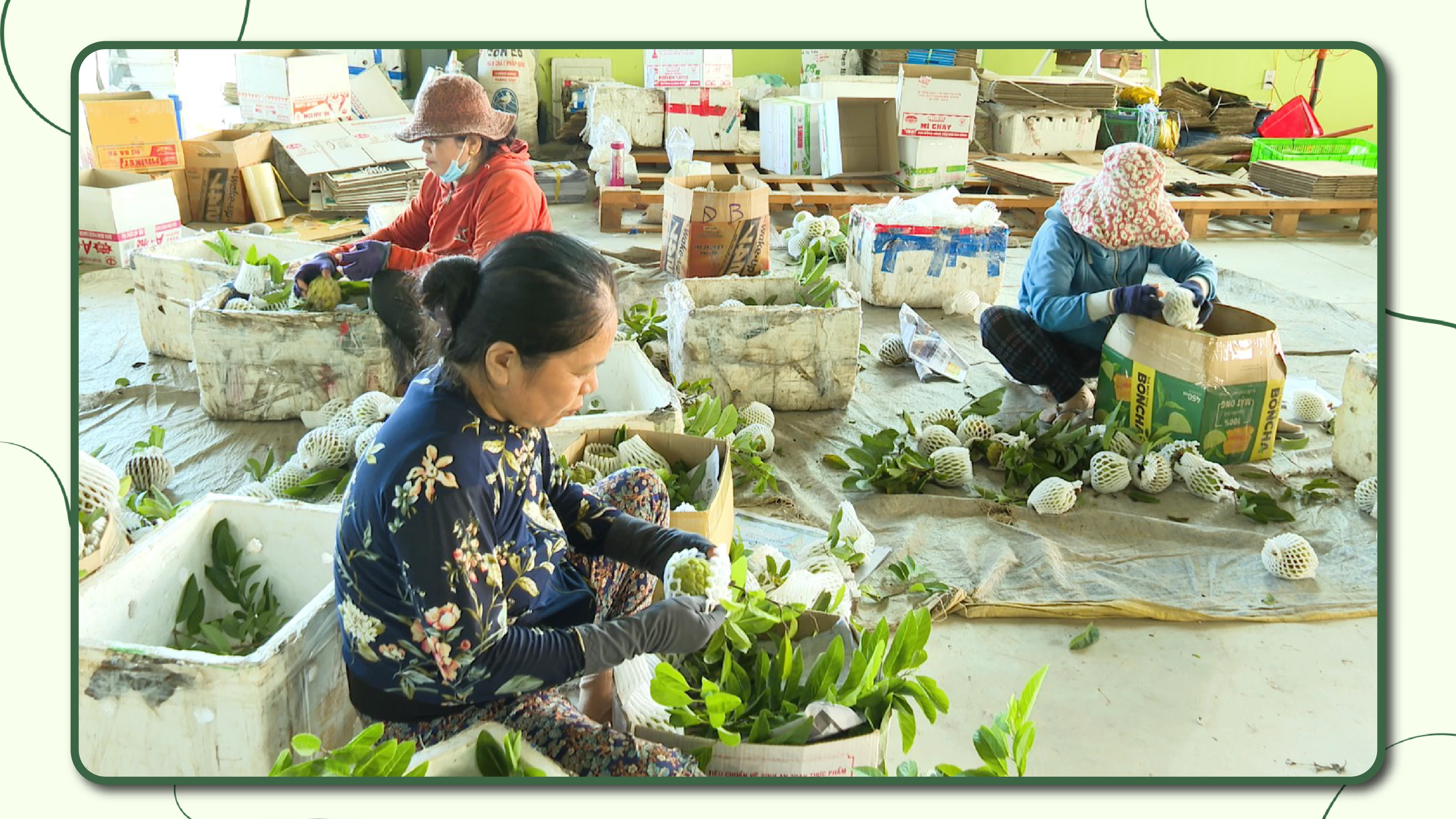 Thành viên HTX nông nghiệp mãng cầu Thạnh Tân phân loại mãng cầu sau thu hoạch