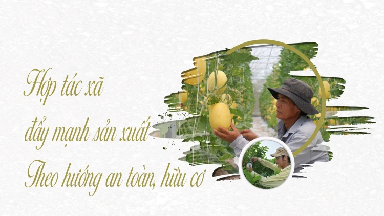 Hợp tác xã đẩy mạnh sản xuất theo hướng an toàn, hữu cơ