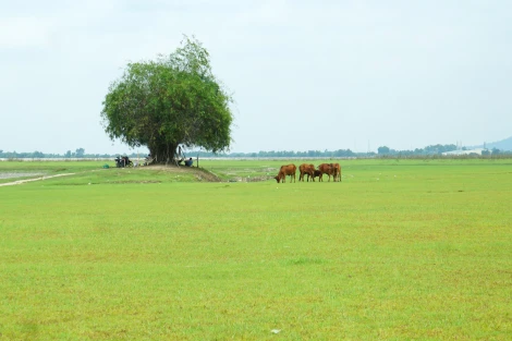 Mục đồng thời hiện đại