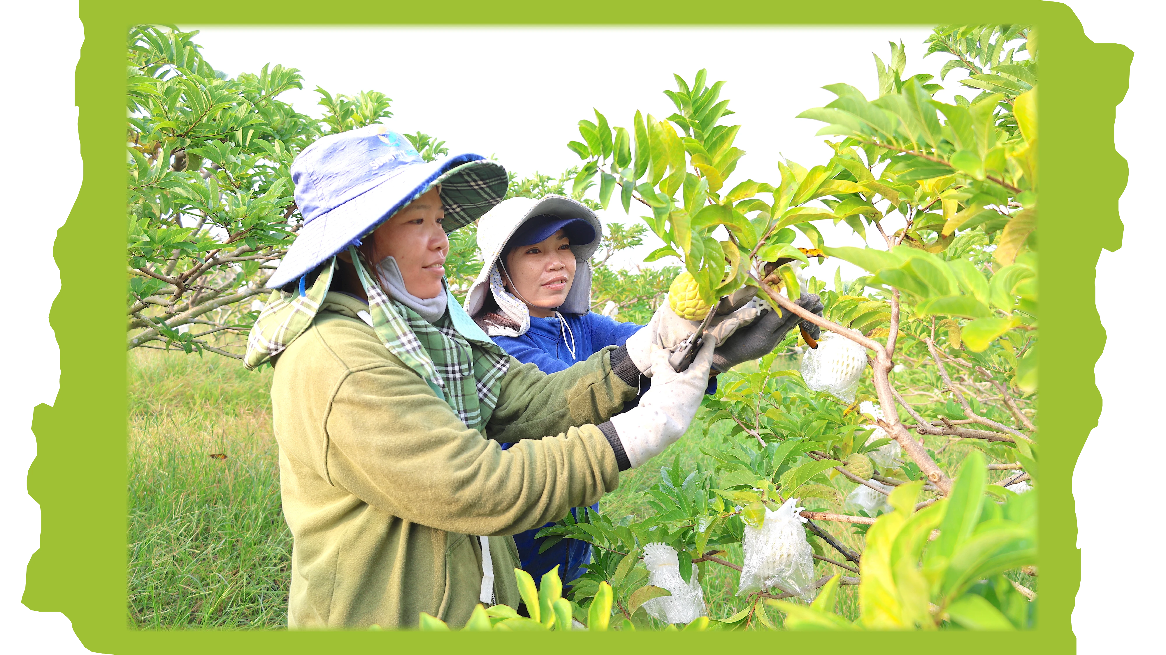 Nông dân thu hoạch mãng cầu.