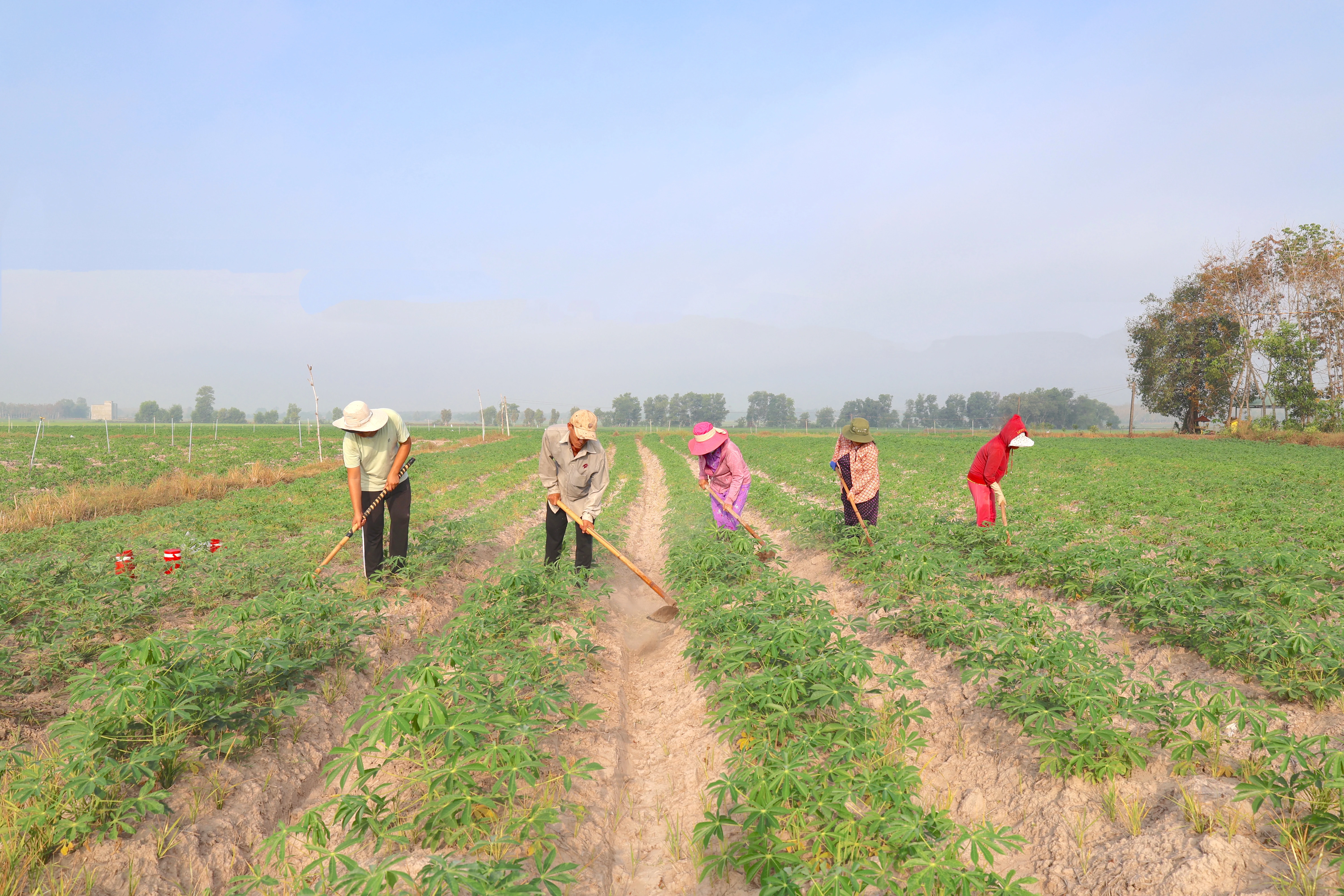 Nông dân nên sử dụng các giống khoai mì KM140, KM505 sạch bệnh.