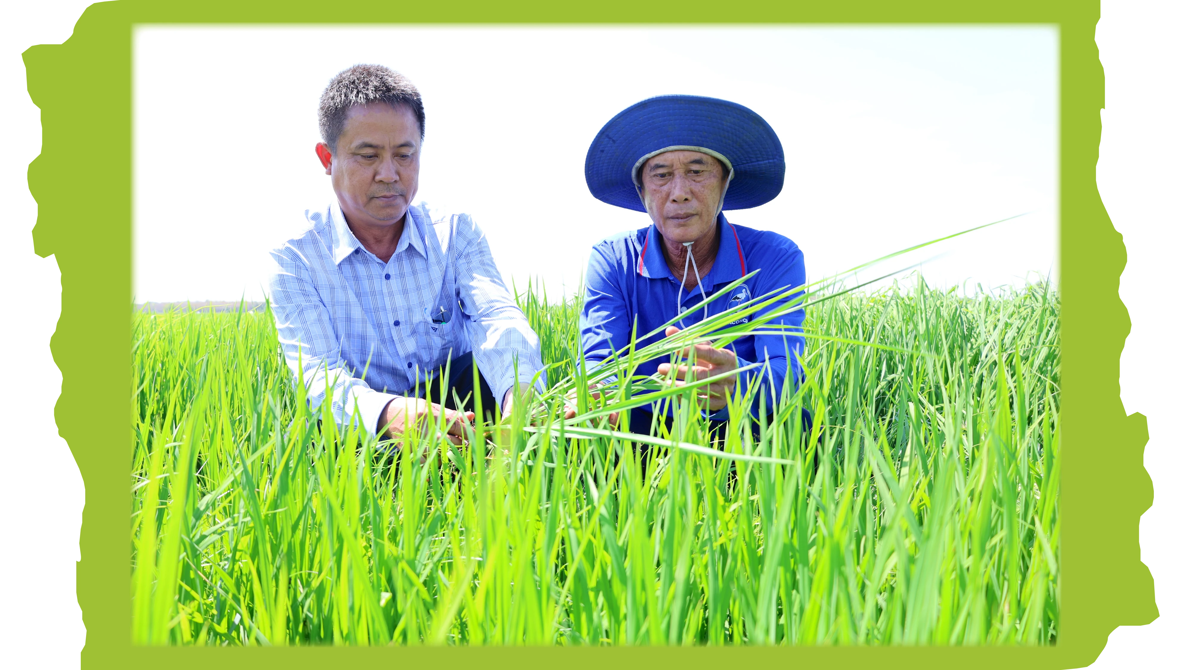 Dự kiến diện tích sản xuất lúa vụ Hè Thu 2025 trên địa bàn tỉnh khoảng 49.500 ha.