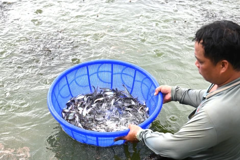 Tiềm năng nuôi trồng thuỷ sản ở Tây Ninh