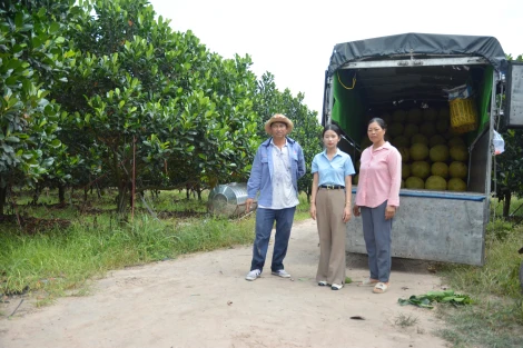 Tân Châu: Nhiều nông dân có thu nhập khá nhờ trồng mít ruột đỏ Indo