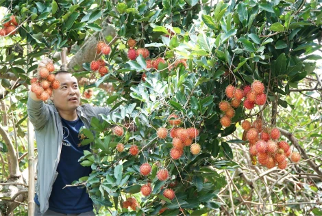 Mô hình du lịch vườn trái cây thu hút du khách