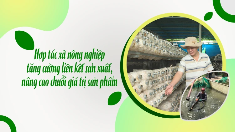 Hợp tác xã nông nghiệp tăng cường liên kết sản xuất, nâng cao chuỗi giá trị sản phẩm