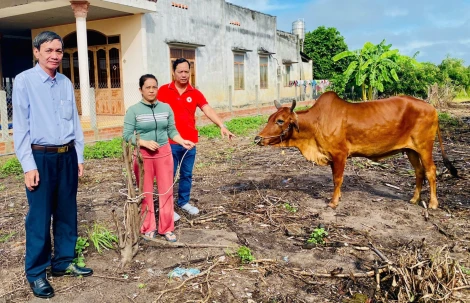 TP. Tây Ninh: Trao tặng bò sinh sản cho tình nguyện viên hiến máu nhân đạo có hoàn cảnh khó khăn
