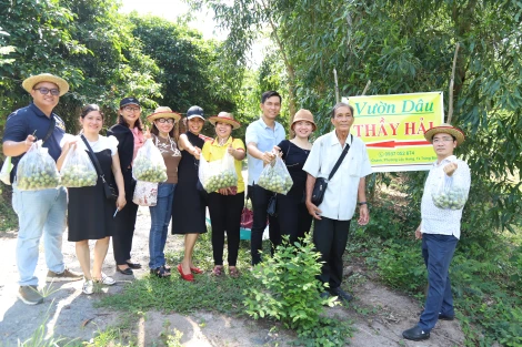Vườn dâu da của ông giáo già