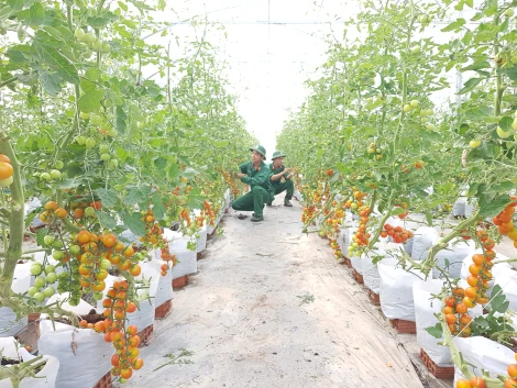 Ngoài khoảng thời gian tham gia huấn luyện trên thao trường hay công tác trong ngày, các chiến sĩ mới lại cần mẫn gieo trồng rau củ, tăng gia sản xuất như những nhà nông thực thụ.