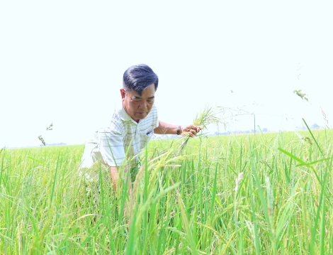 Tây Ninh thực hiện 35 mô hình khuyến nông kỹ thuật cao