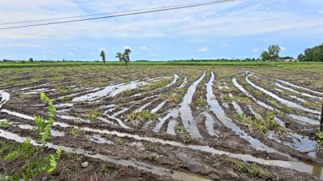 Thu hoạch khoai mì sớm “chạy” mưa