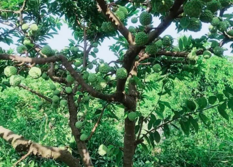Mãng cầu Tây Ninh: Đặc sản trứ danh của miền đất phương Nam