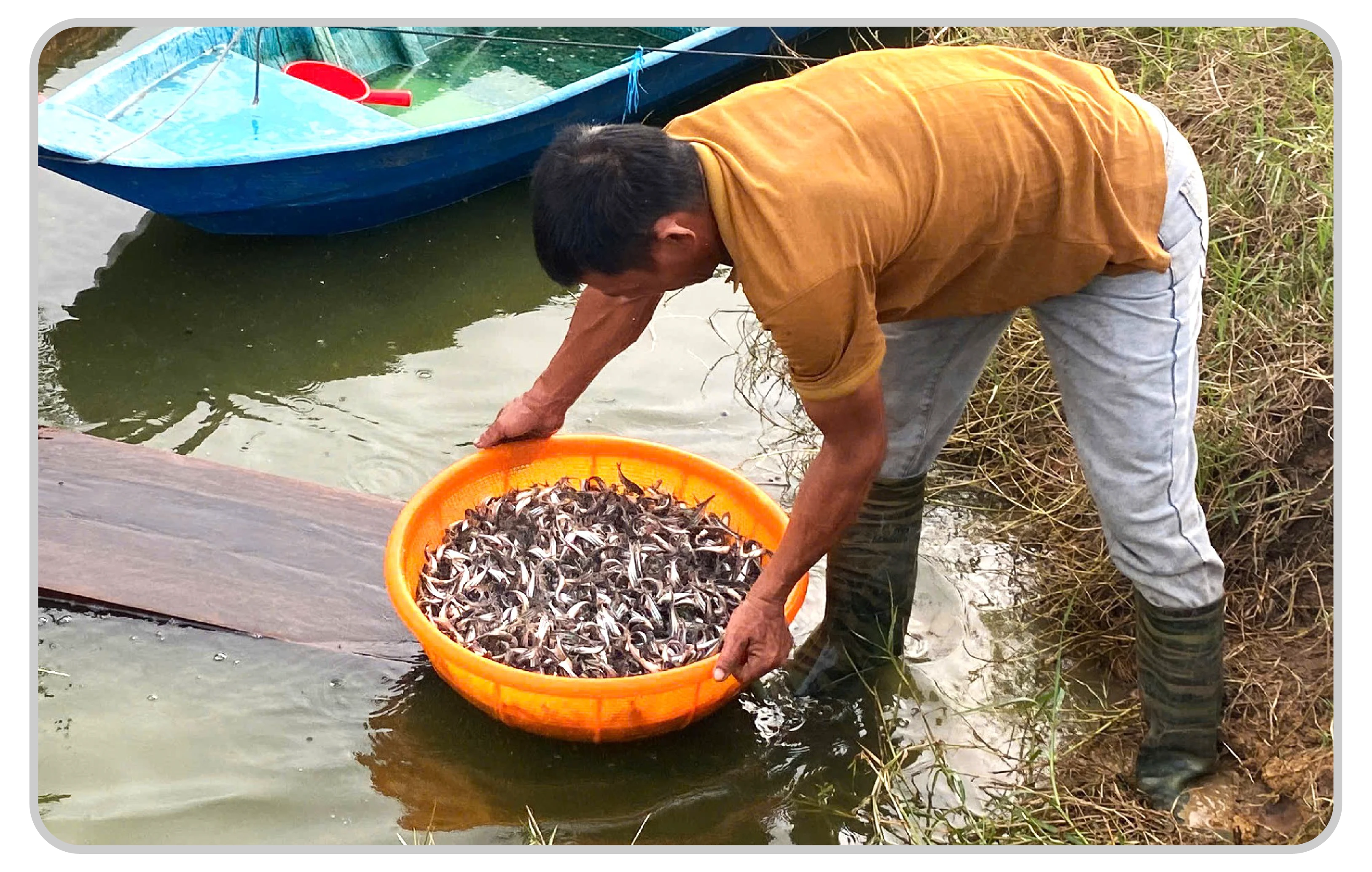 Vận chuyển cá lên cân, chuẩn bị đưa về miền Tây.