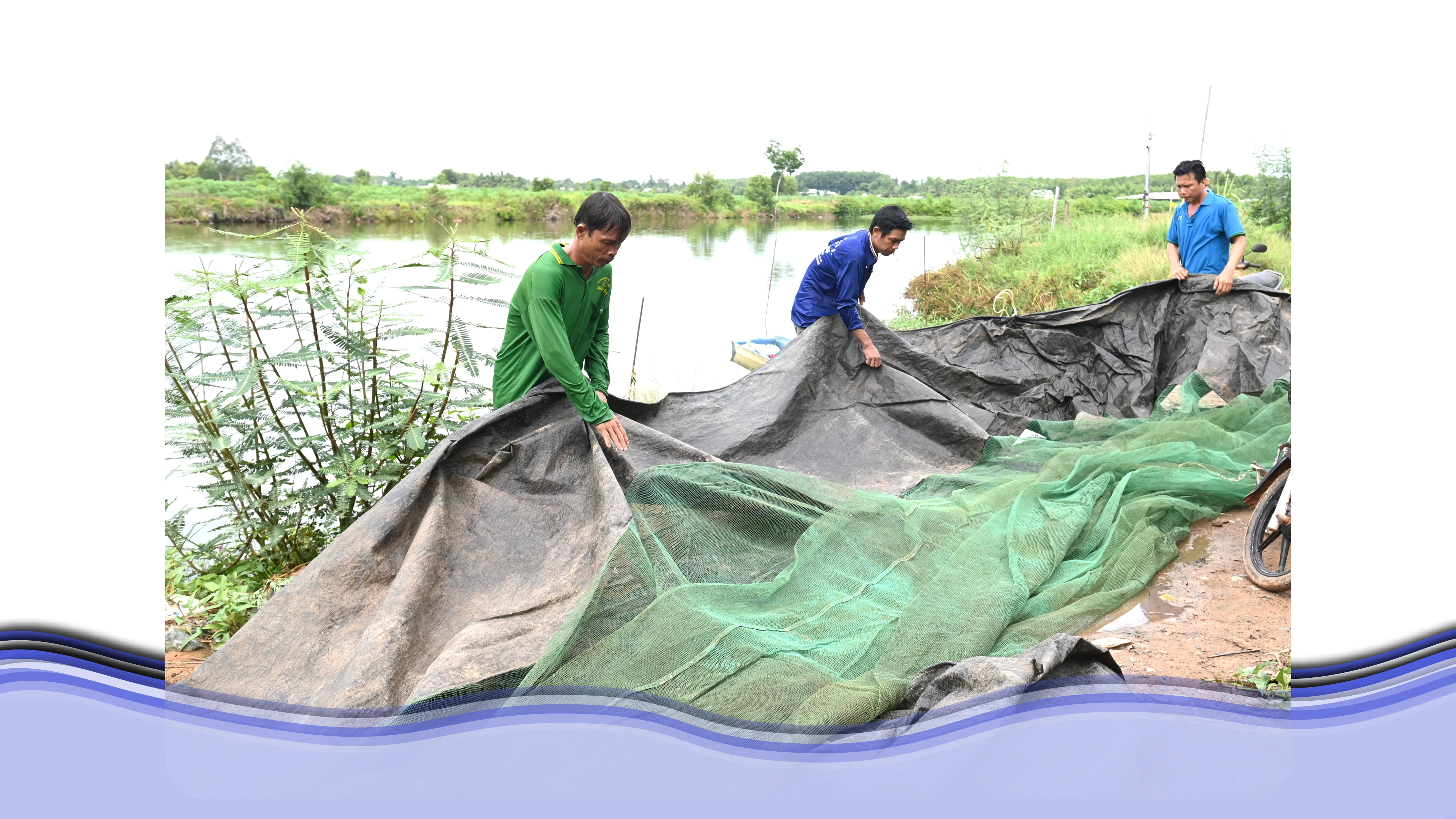 Chuẩn bị lưới thu hoạch cá.