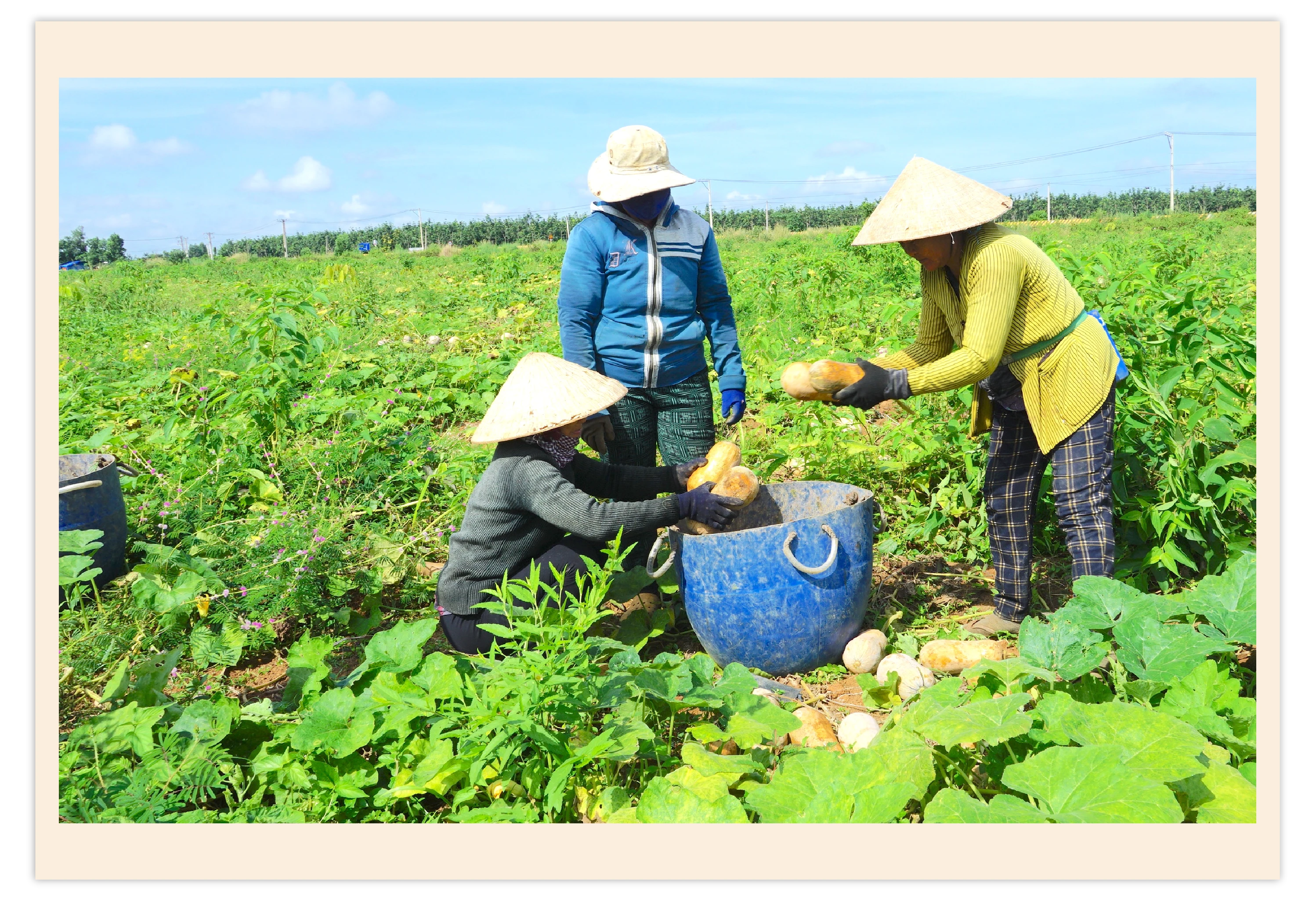 Nông dân thu hoạch bí đỏ trên địa bàn huyện Tân Châu.