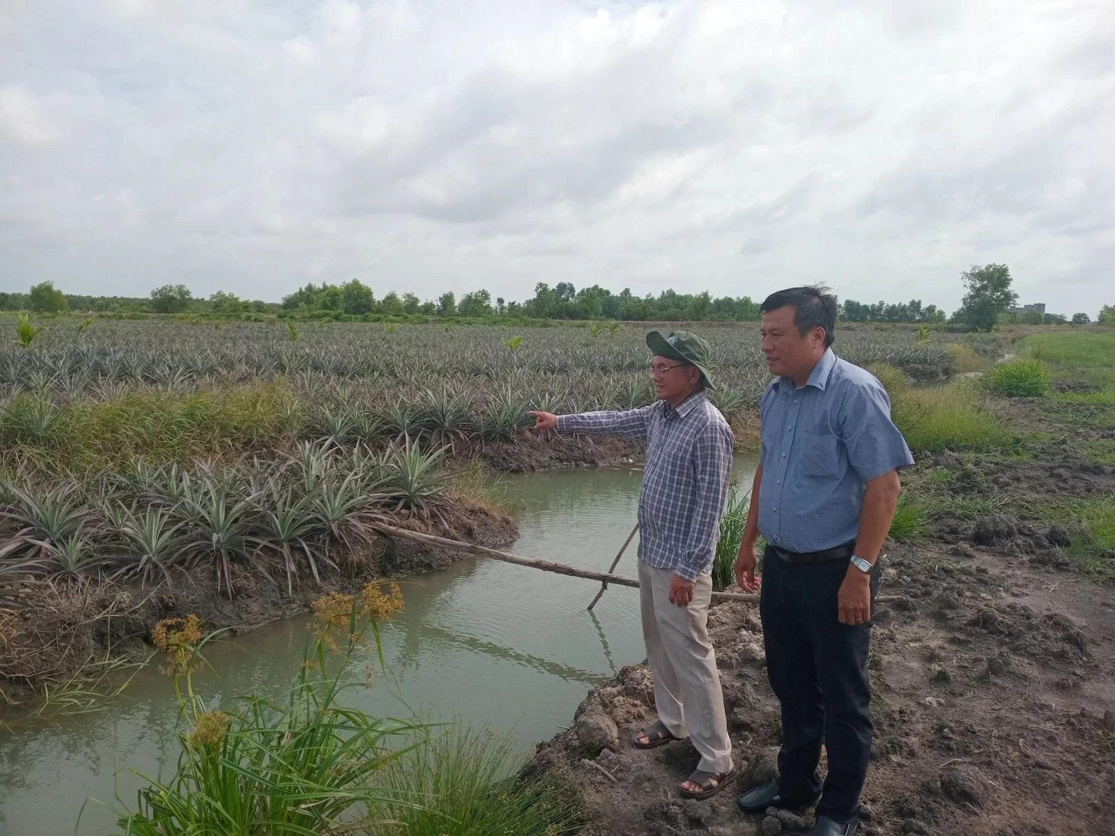 Ông Nguyễn Văn Sáu (bìa trái) cùng với Chủ tịch Hội Nông dân xã Phước Bình thăm ruộng dứa Queen.
