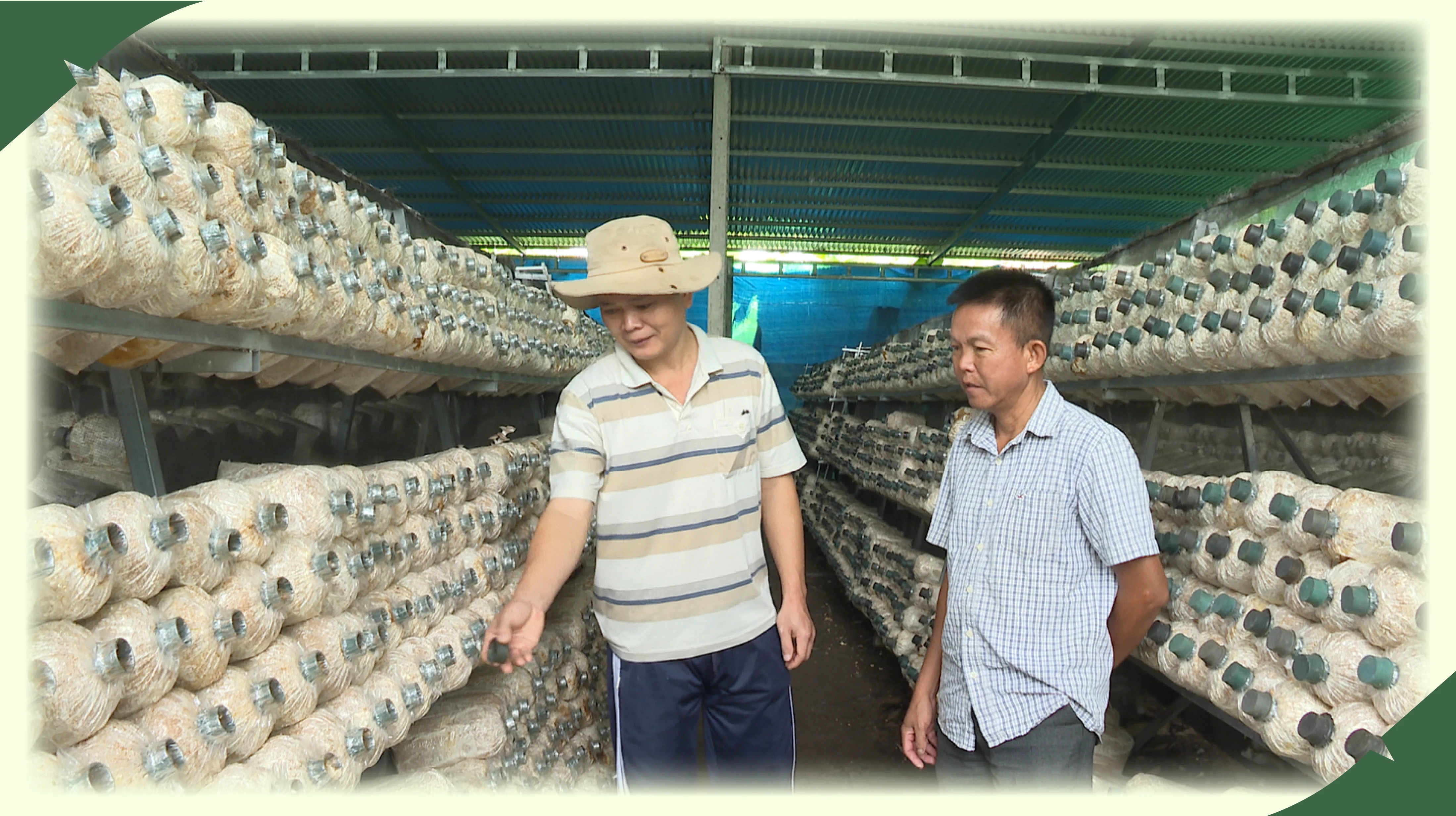 Thành viên HTX dịch vụ nông nghiệp Truông Mít, xã Truông Mít, huyện Dương Minh Châu giới thiệu mô hình trồng nấm của HTX