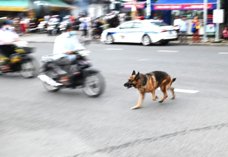 Đề phòng bệnh dại