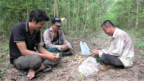 Mùa săn nấm