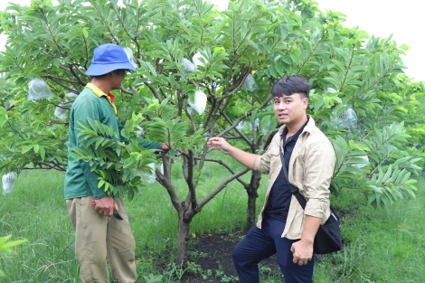 Nông dân thế hệ mới, làm mãng cầu theo cách mới