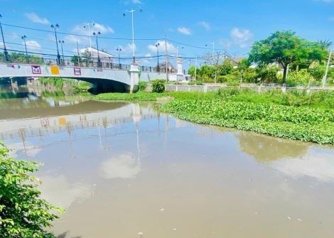 Cá lại chết bất thường trên rạch Tây Ninh