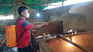 Tây Ninh: Từ đầu năm 2025 đến nay, tiêu hủy hơn 1.000 con heo bị dịch tả heo châu Phi