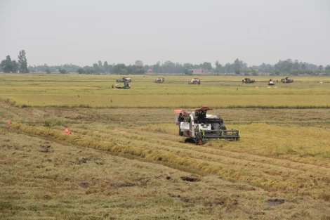 Giá lúa Hè Thu 2025 tăng so với đầu vụ