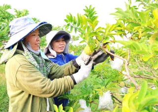Nông nghiệp hữu cơ nâng tầm nông sản